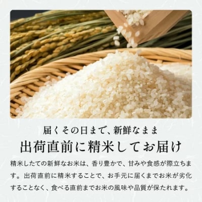 精米 10kg【令和8年産 コシヒカリ】ほたるの里八神集落