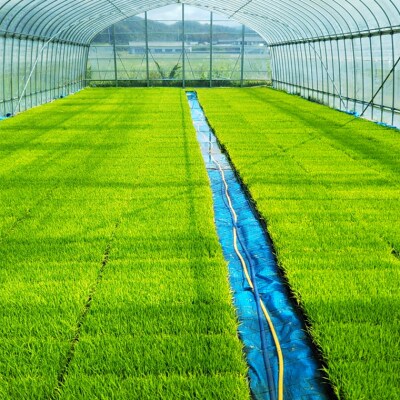 【岐阜県代表品種】令和6年産 ハツシモ米 【白米】2kg(1kg×2袋) S19