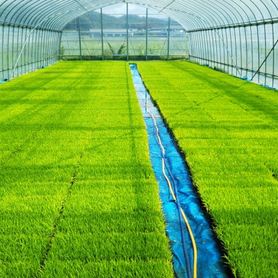 令和7年産 ハツシモ米 【白米】2kg(1kg×2袋) 【12月以降順次発送】S19