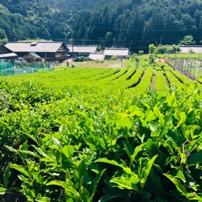 粉末 深炒り 緑茶 50g×5袋 ～日本茶葉100% パウダー 栽培期間中化学肥料・農薬不使用