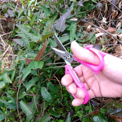 花切専用はさみ 花切かれず　ピンク