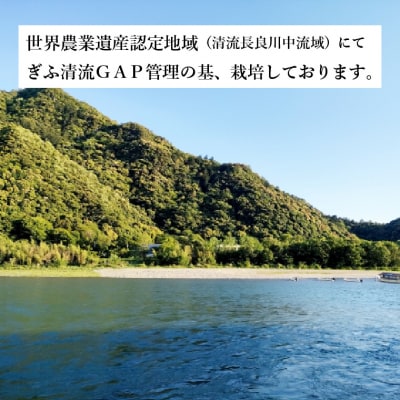 【岐阜県代表品種】令和8年産ハツシモ 【白米】1kg S20