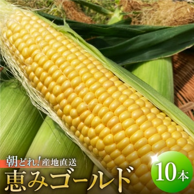 【令和8年先行予約】朝採れ・農家直送!とうもろこし10本(恵みゴールド)