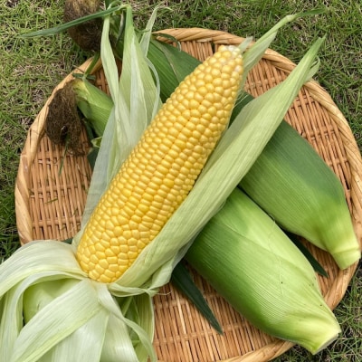 【令和8年先行予約】朝採れ・農家直送!とうもろこし10本(恵みゴールド)