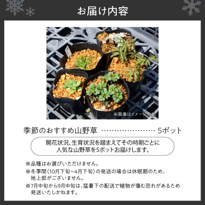 季節のおすすめ山野草5ポットセット_hs392-001