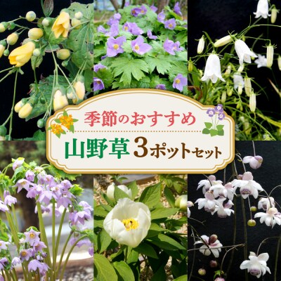 季節のおすすめ山野草3ポットセット_hs392-002