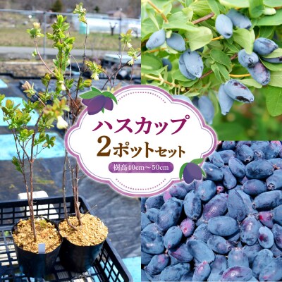 ハスカップ2ポットセット_hs392-003