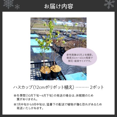 ハスカップ2ポットセット_hs392-003