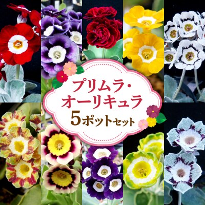プリムラ・オーリキュラ5ポットセット_hs392-004