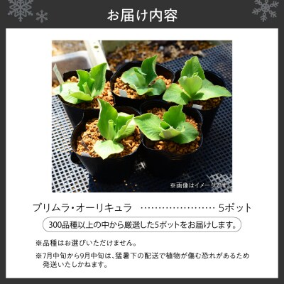 プリムラ・オーリキュラ5ポットセット_hs392-004