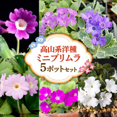 高山系洋種ミニプリムラ5ポットセット_hs392-006