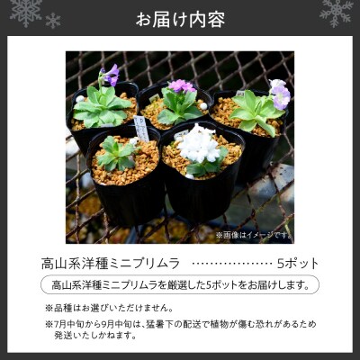 高山系洋種ミニプリムラ5ポットセット_hs392-006