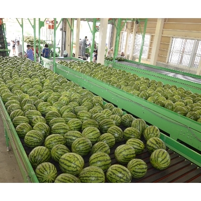 尾花沢すいか 2Lサイズ(約7kg)×1玉 令和7年産 2025年産 JA ja-su2xx1