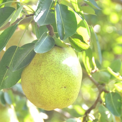 【発送月固定定期便】山形 フルーツ定期便 尾花沢すいか もも ラ・フランス全3回