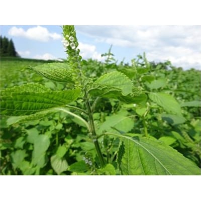 尾花沢産えごま油生しぼりミニボトルセット