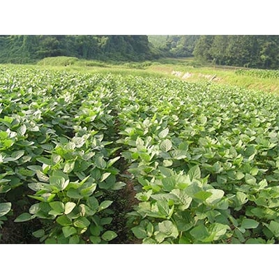 【さとふるで郷土料理体験】山形県尾花沢産　秘伝豆ずんだ餡・棚田もち米せっと