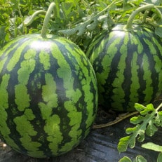 尾花沢産スイカ3Lサイズ(約8～9kg)×2 | ふるさと納税のお礼品