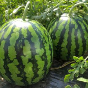 尾花沢産スイカ4Lサイズ(約9～10kg)×2