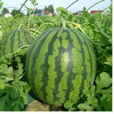 【観光物産】尾花沢産スイカ3Lサイズ(約8～9kg)×1　 | ふるさと納税のお礼品