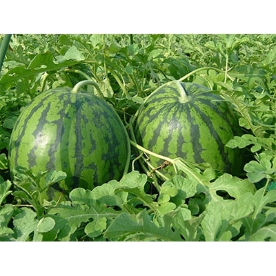 【観光物産】尾花沢産遅出しスイカLサイズ(約6～7kg)×2(8月中旬～下旬頃発送)【令和3年産】