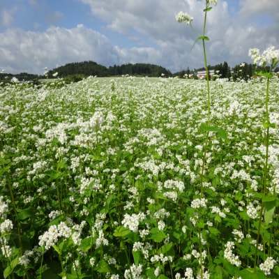 【清流の里ほその村】そば粉・老舗お菓子屋の秘伝豆ずんだん餡セット