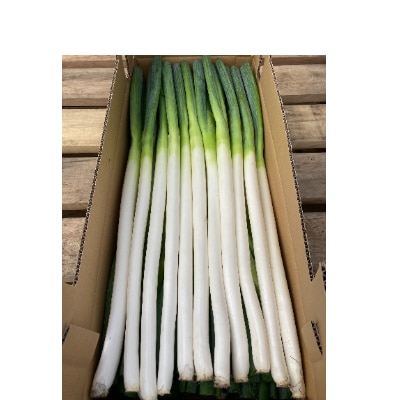 尾花沢すいか農家の尾花沢産ねぎ　5kg