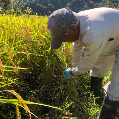 天日干し尾花沢産もち米精米
