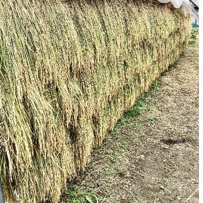 天日干し尾花沢産もち米精米