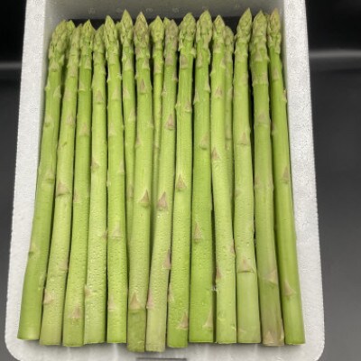 尾花沢産「銀山春アスパラガス」Lサイズ1kg