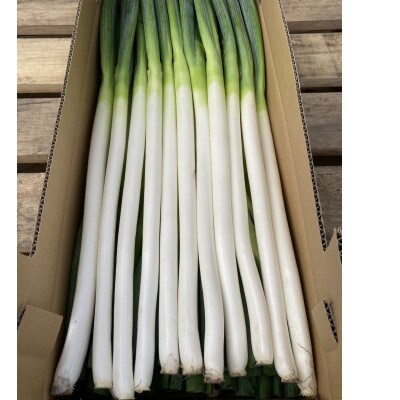 尾花沢すいか農家の「尾花沢産ねぎ」Lサイズ 2.5kg(約22本)