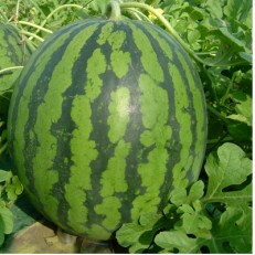 【観光物産】尾花沢産スイカ　5Lサイズ(約10～11kg)×1個　 | ふるさと納税のお礼品