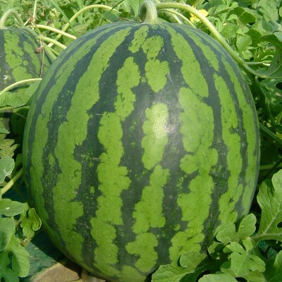 【観光物産】尾花沢産スイカ 6Lサイズ(約11~12kg)×1個