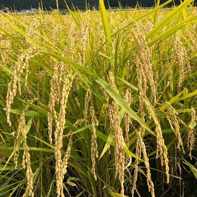 【令和4年産】尾花沢産こしひかり精米(5kg×2袋)
