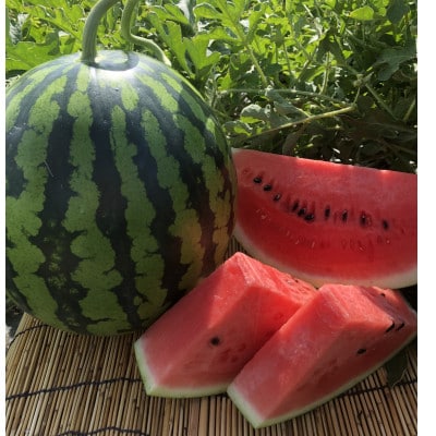 観光物産の尾花沢産Lサイズ(約6～7kg)スイカ×1