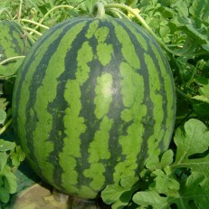 観光物産の尾花沢産スイカ　5Lサイズ(約10～11kg)×2
