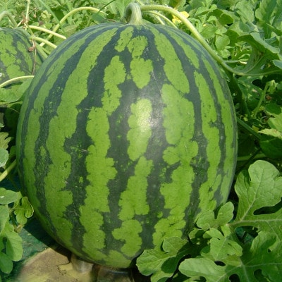 観光物産の尾花沢産スイカ 5Lサイズ(約10~11kg)×2