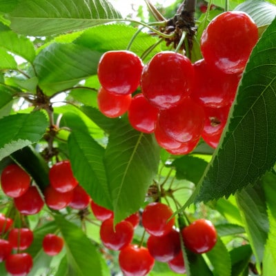 先行受付 さくらんぼ 佐藤錦 500g 秀Lサイズ以上 化粧詰め 2025年産 山形県尾花沢市産