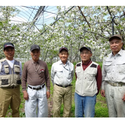 先行受付 さくらんぼ 佐藤錦 500g 秀Lサイズ以上 化粧詰め 2025年産 山形県尾花沢市産