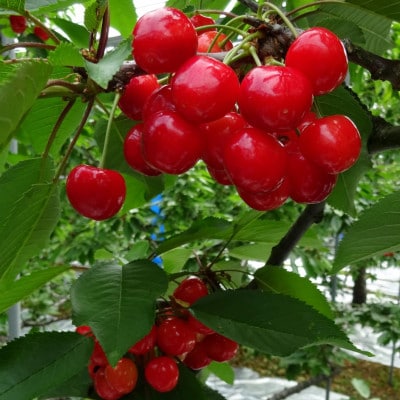 先行受付 さくらんぼ 紅秀峰 500g 秀 Lサイズ以上 化粧詰め 2025年産 山形県尾花沢市産