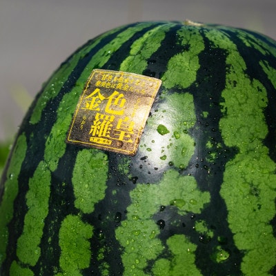 【先行受付】黄色スイカ 金色羅皇 Lサイズ 約6kg×2玉 令和7年産 kb-sukr12