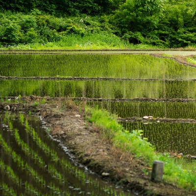 【令和8年産】先行受付 新米 精米10kg(5kg×2) 棚田米『雪きらり』尾花沢市中刈産