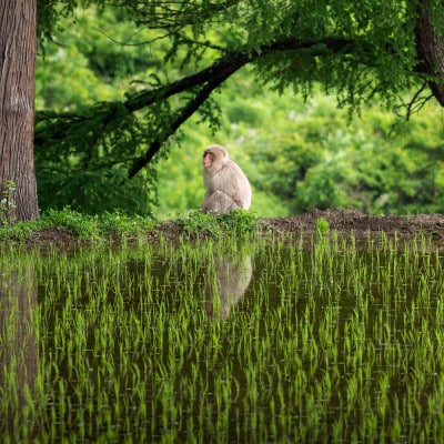 【令和8年産】先行受付 新米 無洗米10kg(5kg×2袋) 棚田米『雪きらり』尾花沢市中刈産