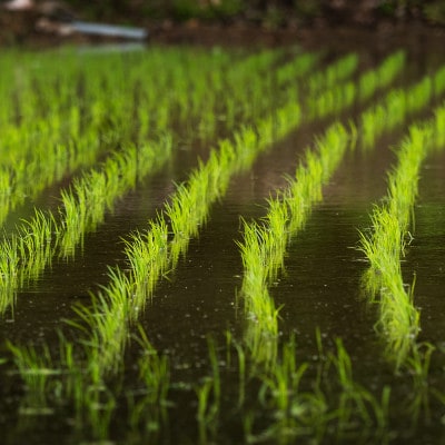 【令和8年産】先行受付 新米 無洗米10kg(5kg×2袋) 棚田米『雪きらり』尾花沢市中刈産