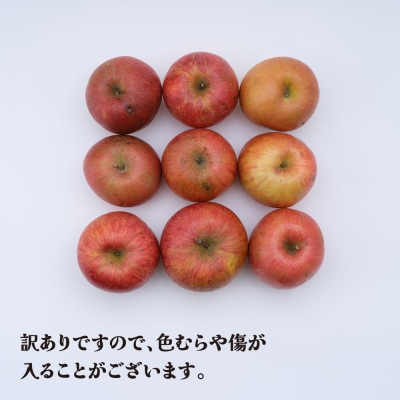 訳あり りんご サンふじ 5kg 令和7年産 ns-risfw5