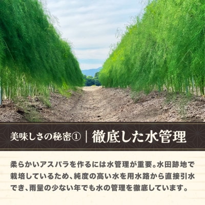 【先行受付】銀山アスパラガス Lサイズ 1kg 令和8年産 山形県尾花沢市産