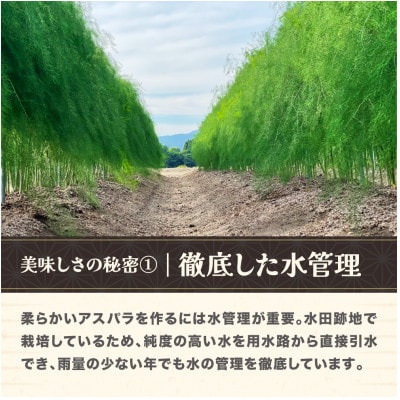 夏採り 銀山アスパラガス Lサイズ 2kg 2025年産 山形県尾花沢市産 nk-vga1n2