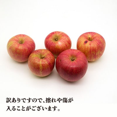 先行予約 訳あり りんご サンふじりんご 5kg 無印品 2026年産 sb-risfw5