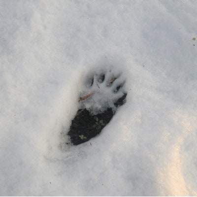 【返礼品なし】あなたの寄附が命(人・熊)を守る　くま被害　クマ対策　【寄附額10,000円】尾花沢市