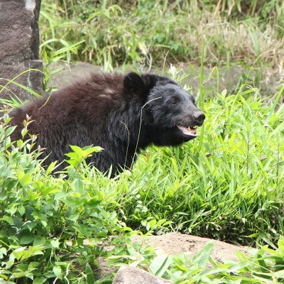 【返礼品なし】あなたの寄附が命(人・熊)を守る　くま被害　クマ対策　【寄附額10,000円】尾花沢市