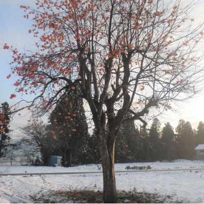 【返礼品なし】あなたの寄附が命(人・熊)を守る　くま被害　クマ対策　【寄附額30,000円】尾花沢市